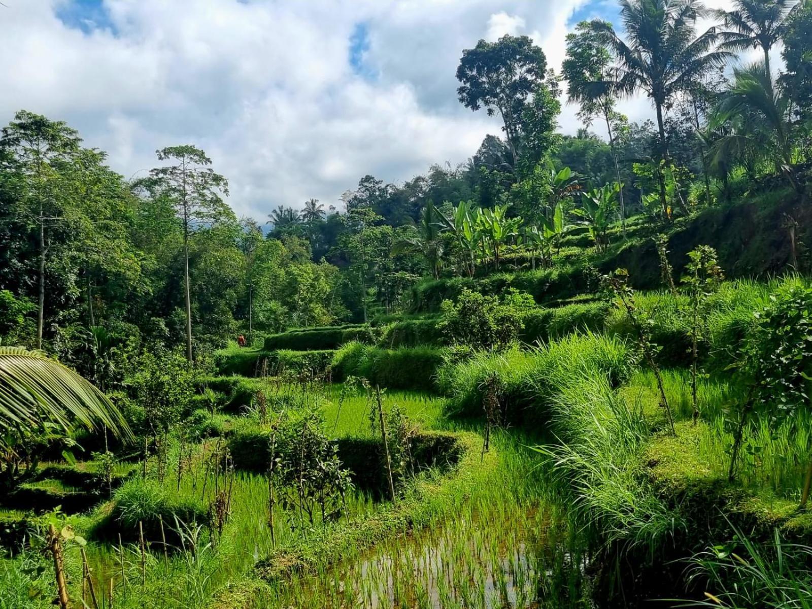 Girang Rinjani Bungalows Tetebatu Δωμάτιο φωτογραφία