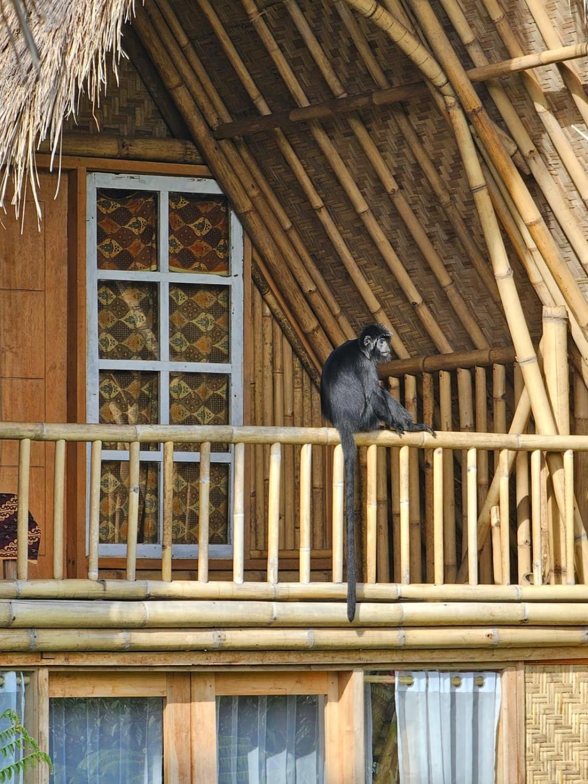 Girang Rinjani Bungalows Tetebatu Εξωτερικό φωτογραφία